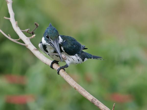 Amazoneijsvogel (Chloroceryle amazona)